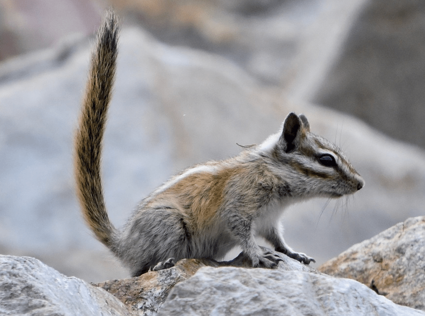 How Long Do Chipmunks Live? The Guide on Different Species