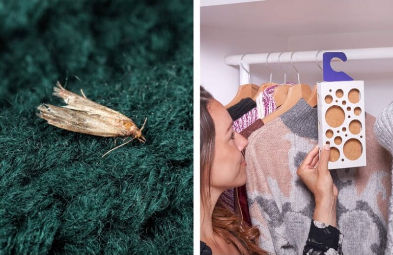 How to Get Rid of Moths Natural Ways & Useful Tips