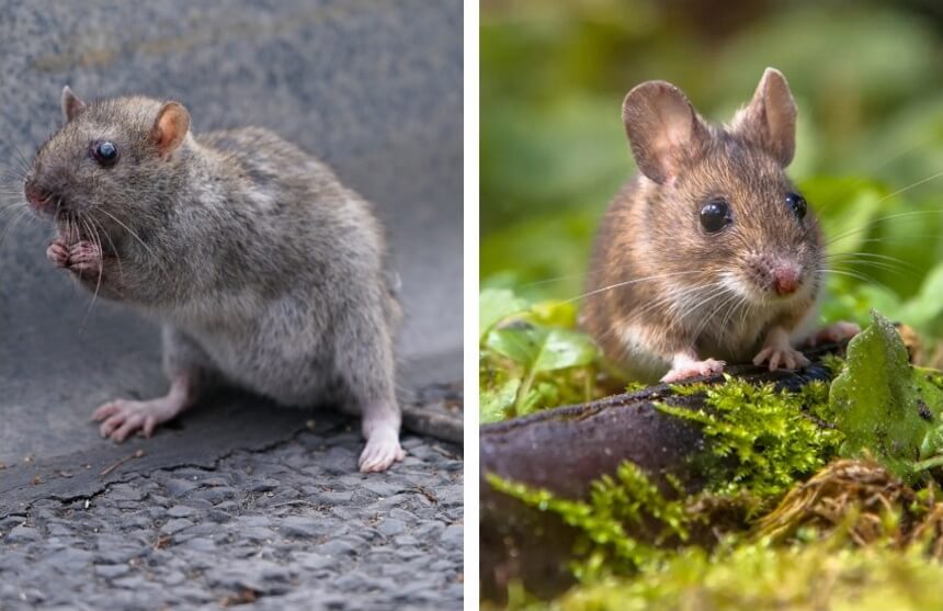 How to Get Rid of Rats Traps, Poisons & Home Remedies