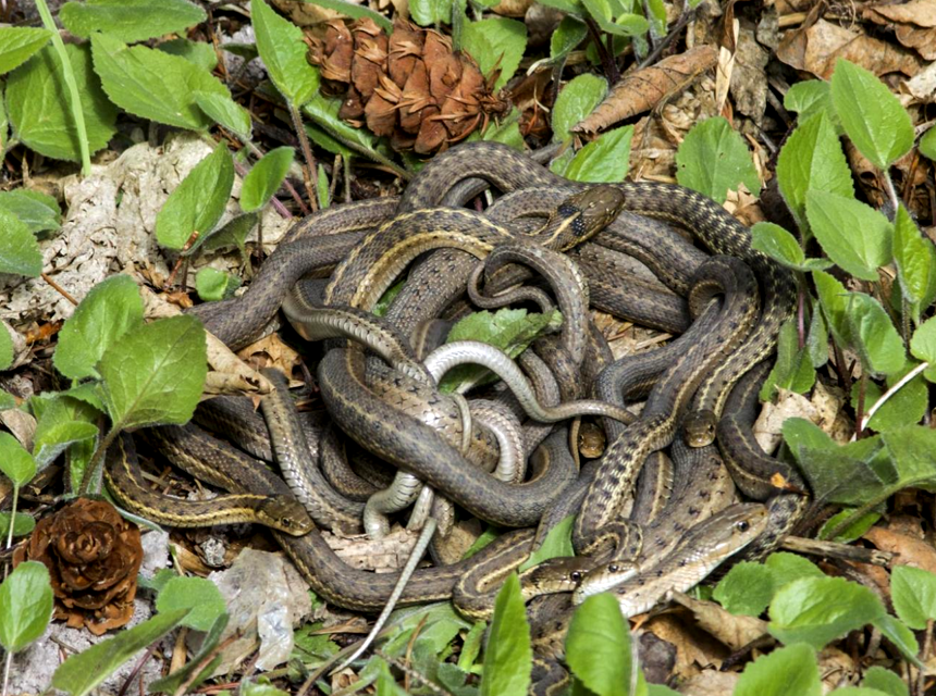 What is a Group of Snakes Called 7 Types of Names