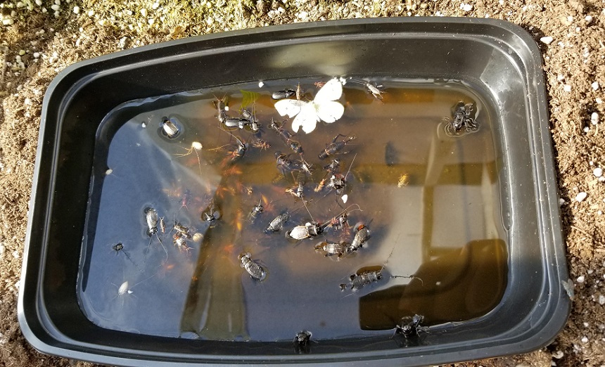 How to Get Rid of Crickets Best Ways & Useful Tips