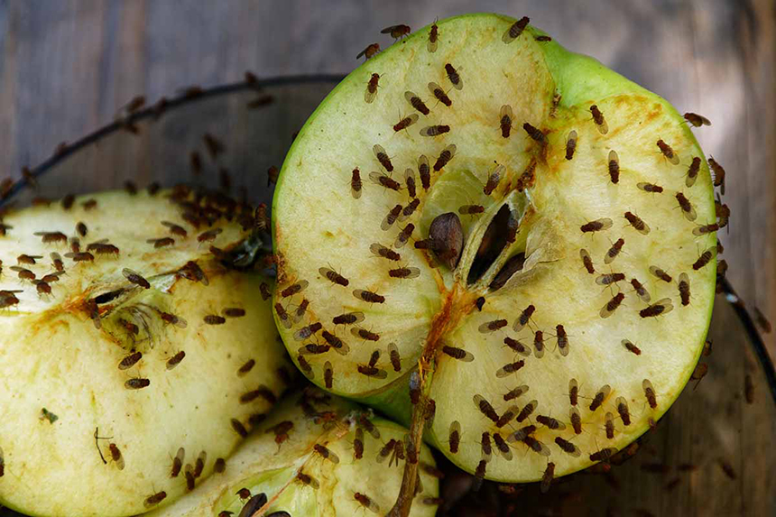 Fruit Flies vs. Gnats What's the Difference?