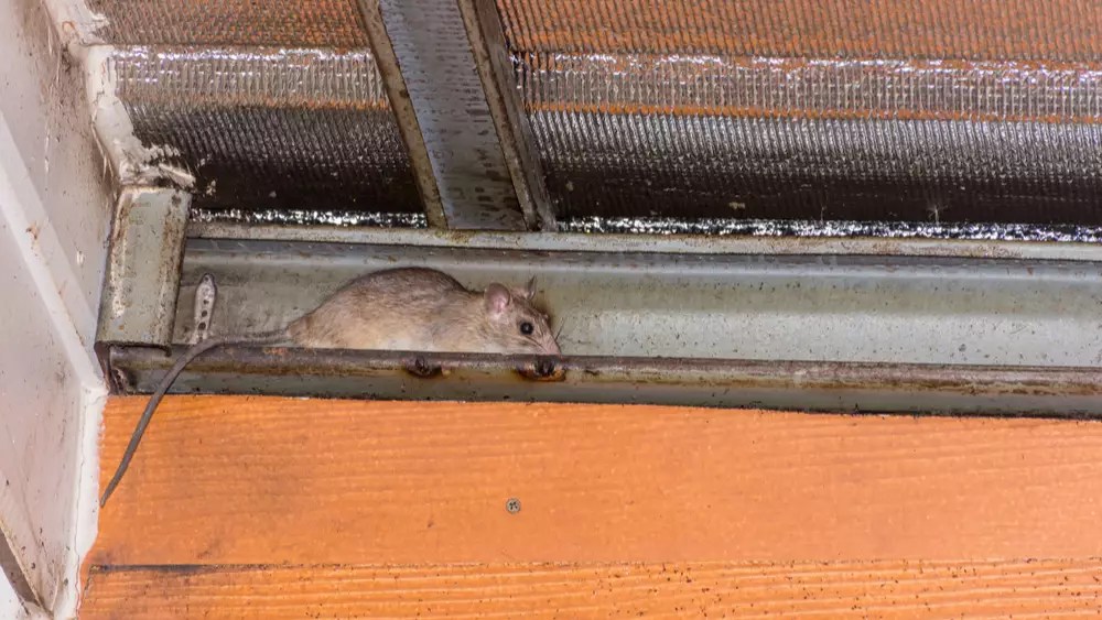 How to Get Rid of Rats in Walls and Ceiling Detailed Guide