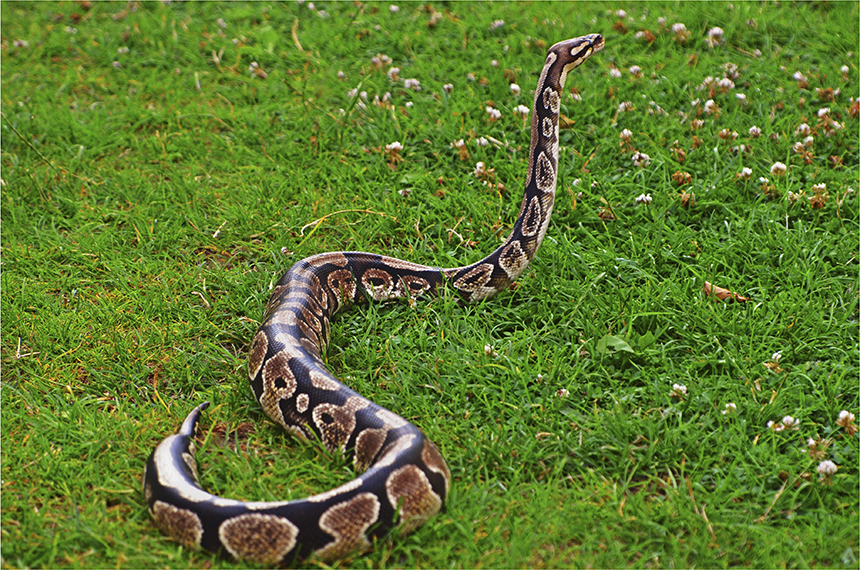 Pet and Wild How Long Can Snakes Go without Eating?