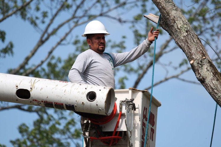 Tree Service Knoxville, TN Tree Removal Farragut, TN