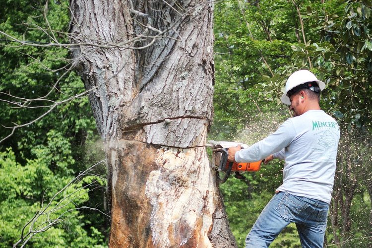 Tree Service Knoxville, TN Tree Removal Farragut, TN