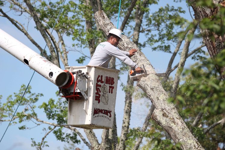 Tree Trimming Knoxville, TN Tree Pruning Knox County, TN