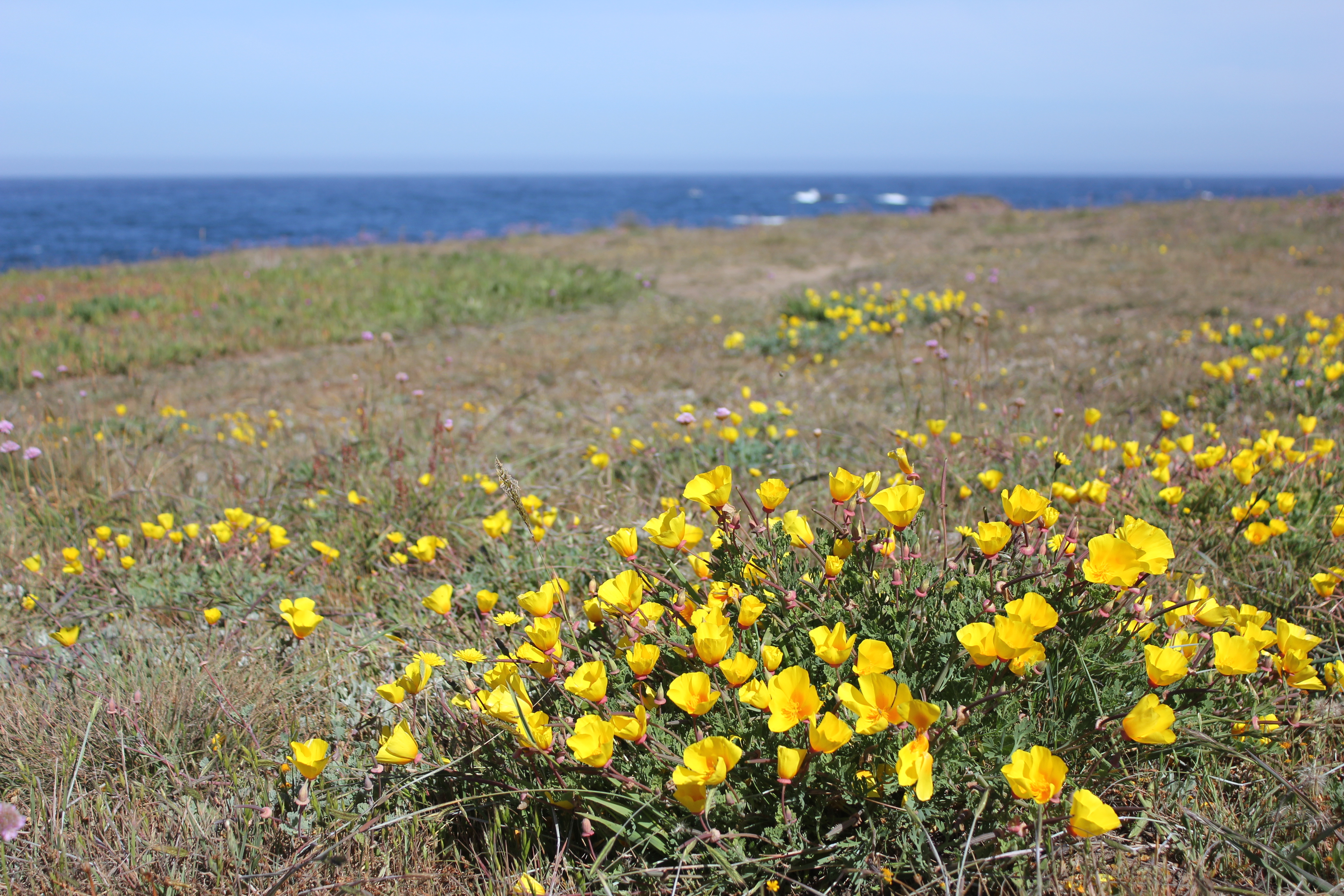 IMG_6854 Mendocino Coast Property Management, Inc.