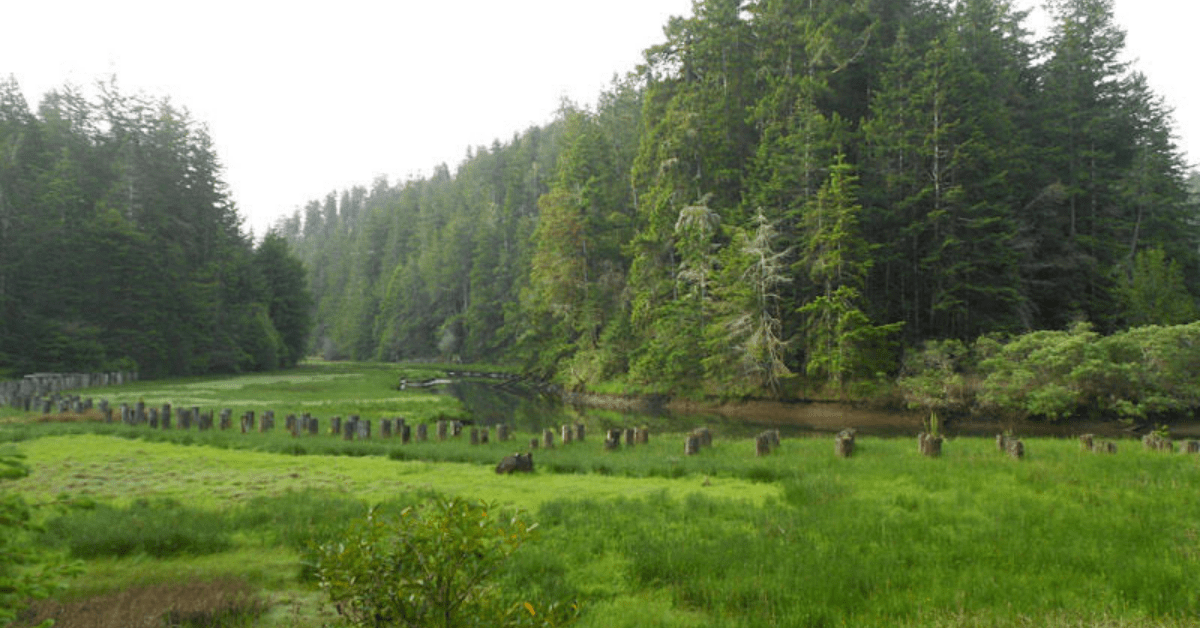Friends of the Enchanted Meadow Concerned Mendocino Redwood Company