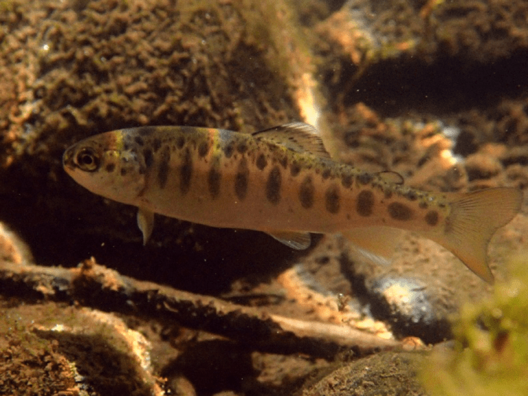 Eel River Recovery Project warns of Eel River "tipping point," algae