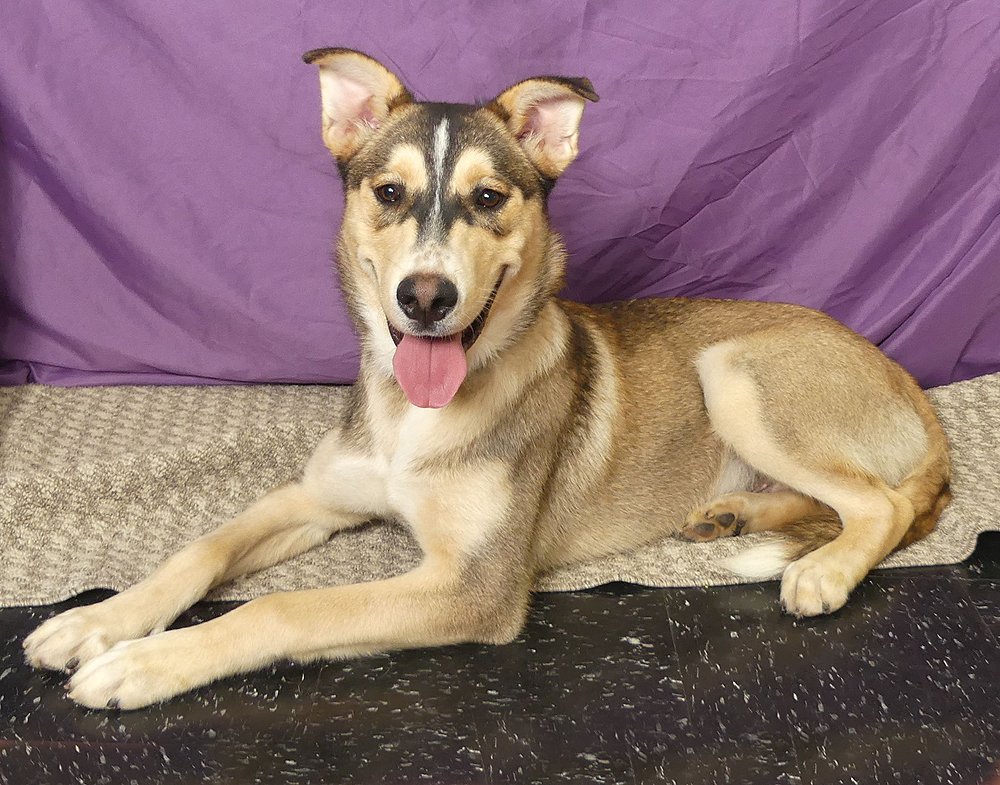 Mendocino County Animal Shelter warns “euthanasia strong possibility”; no longer accepting dogs