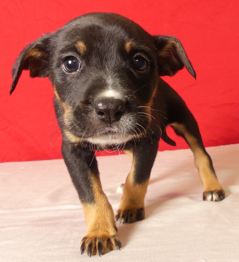 Mendocino County Featured Pets Puppies • The Mendocino Voice