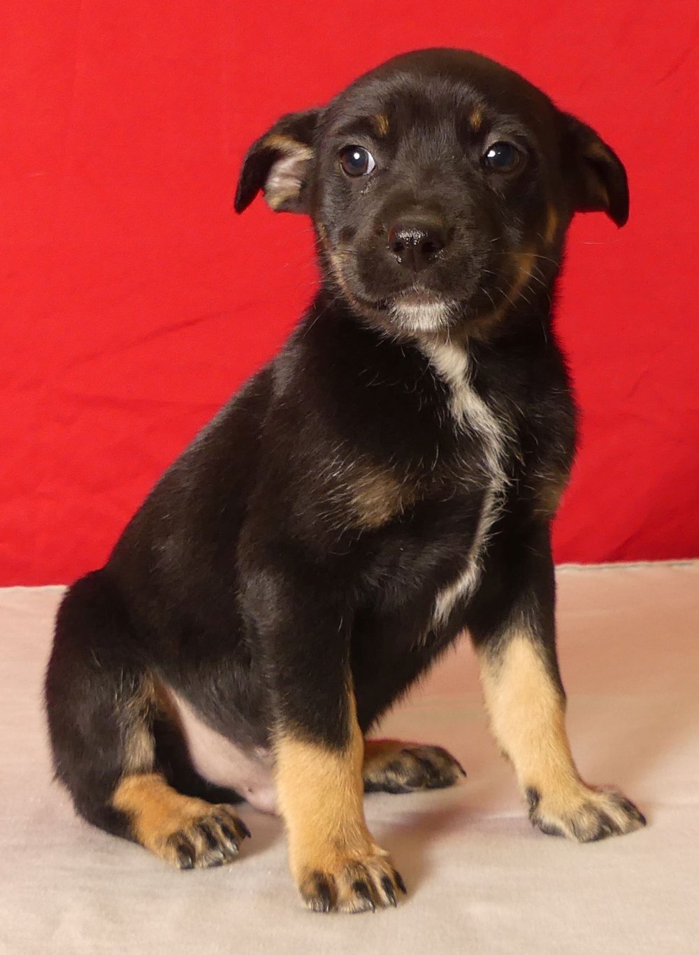 Mendocino County Featured Pets Puppies • The Mendocino Voice