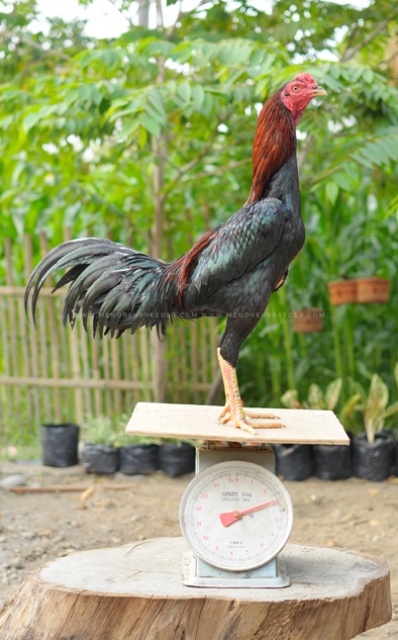 Gambar Ayam Khoytrad Arina Gambar