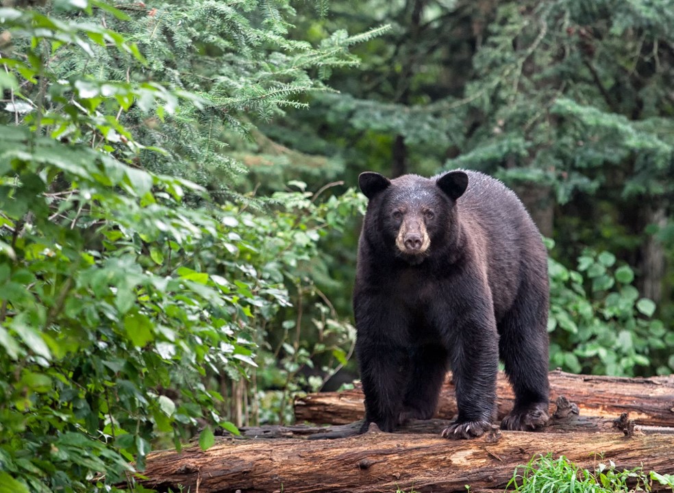 50 Interesting Black Bears Facts