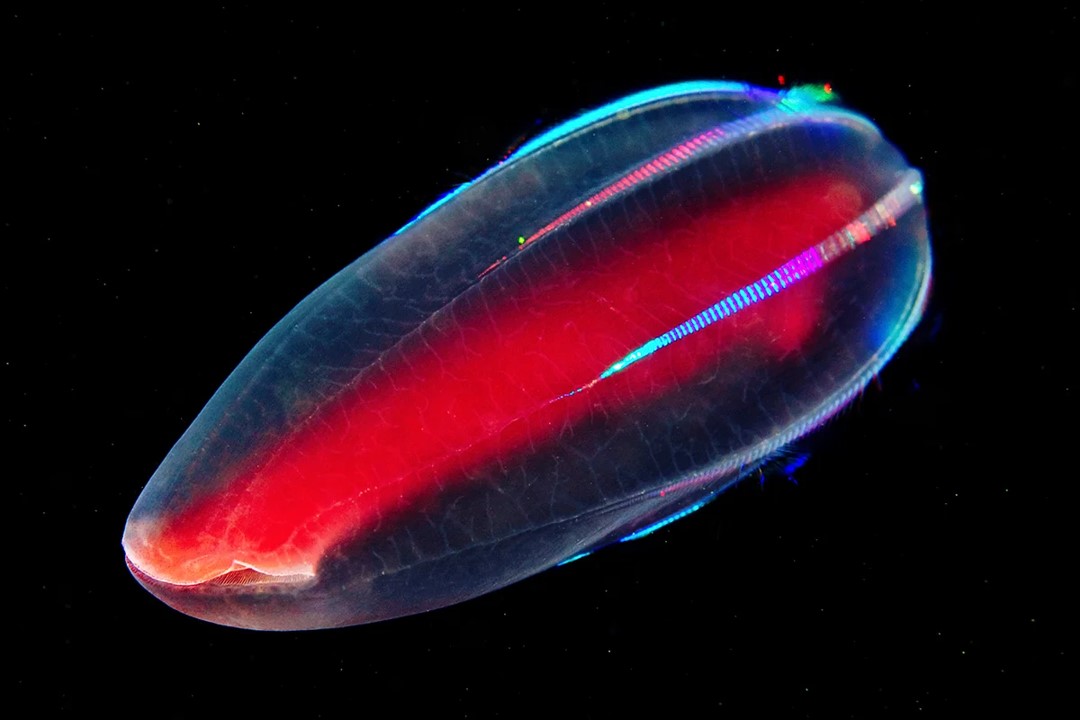 35 Cool Comb Jellies Facts