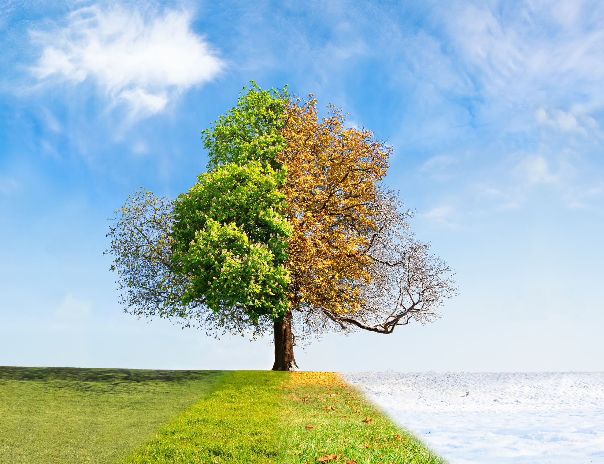 Four seasons tree Mental Health Recovery