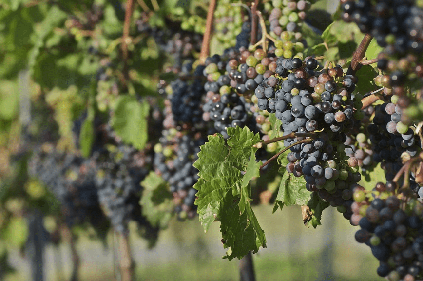 Learn About the Science Behind Making Wine Mental Itch