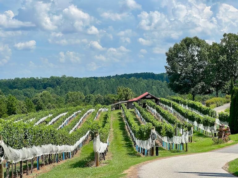 What Kind of Climate is Best for Growing Wine Grapes? Mental Itch