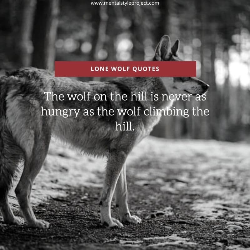 40+ Inspirational Lone Wolf Quotes To Motivate You! MSP
