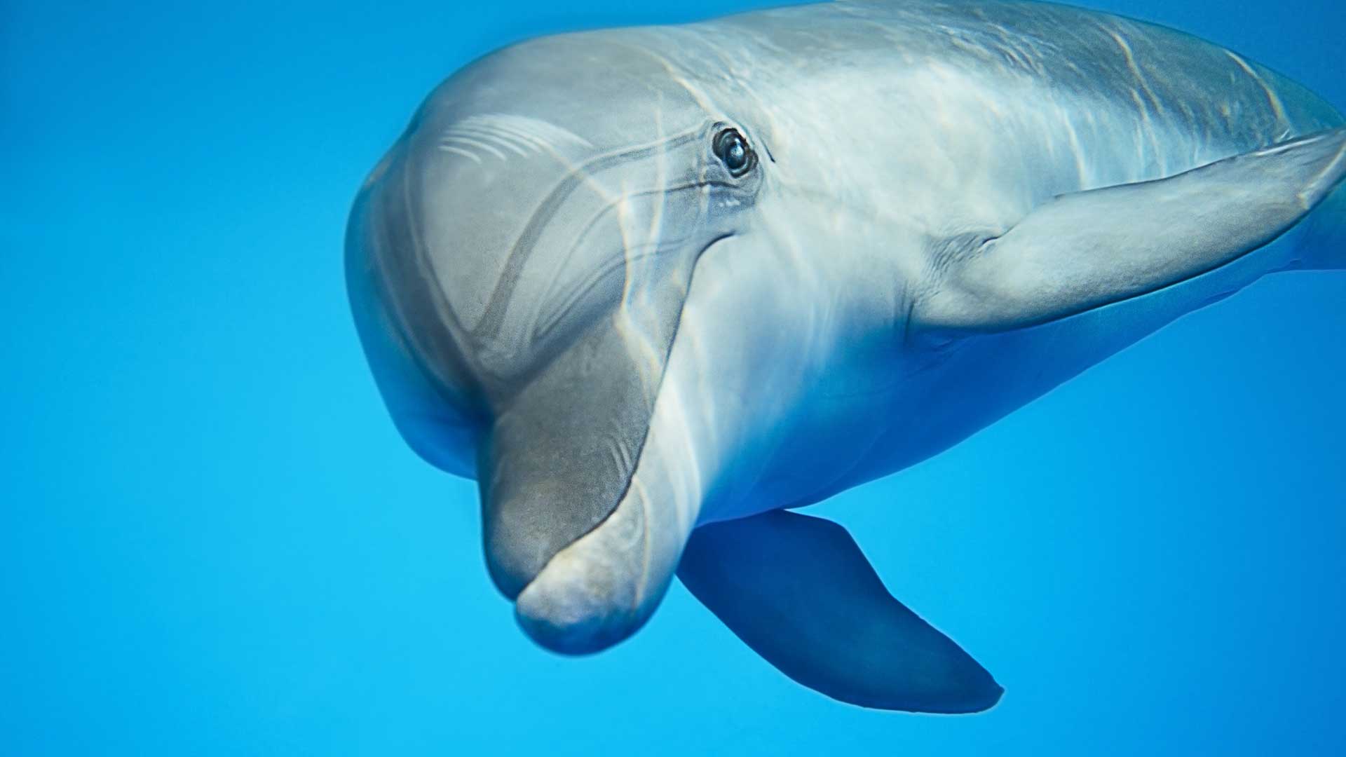 Confirmado los delfines son los animales más inteligentes Mentes