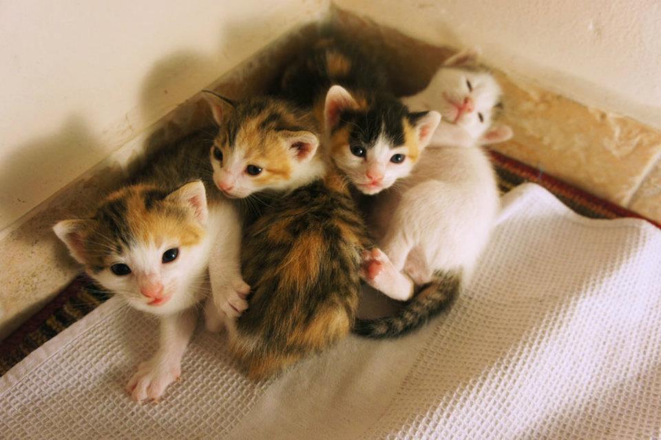 Kitten Care Cat Breeds And Types Of Cats