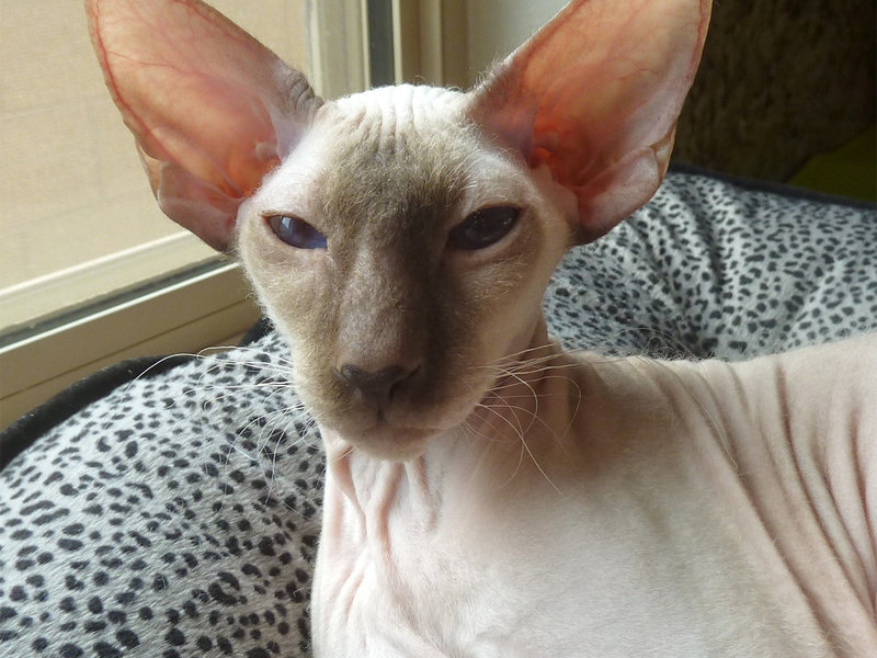 Peterbald Hairless Cat