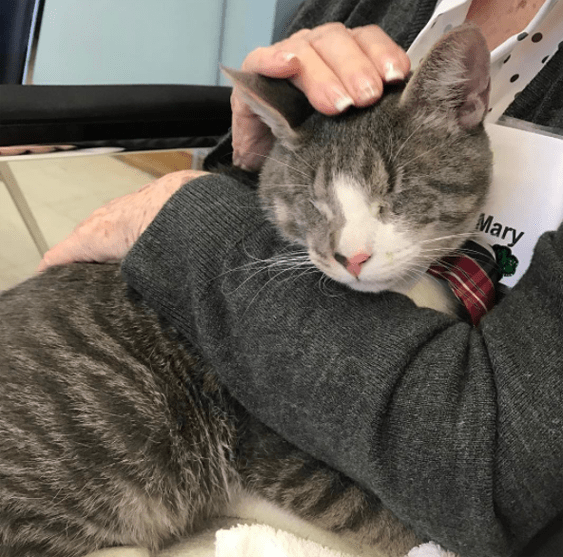Meet The Blind & Wobbly Cat Who Is Brightening The Lives Of People With