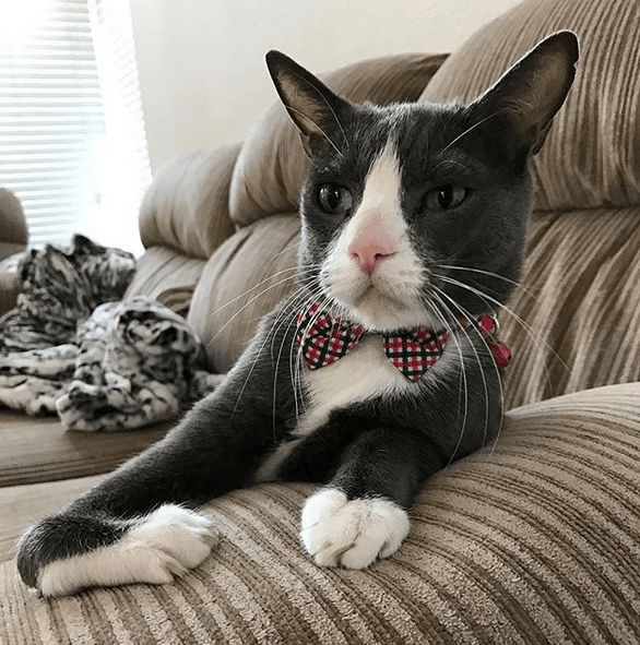 Meet The One Of A Kind Cat Who Has Cerebellar Hypoplasia, Radial Hypoplasia, And An Incredible