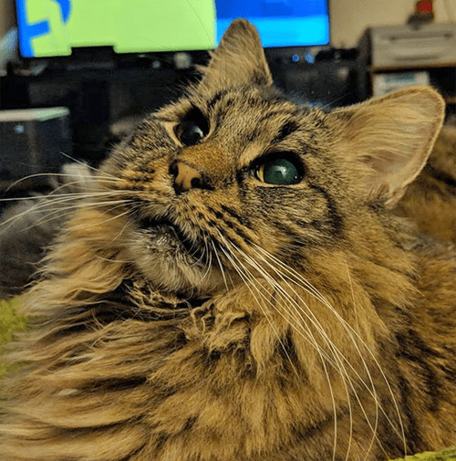 Meet The Handsome Blind And Deaf Cat Who Doesn’t Know His Best Friend