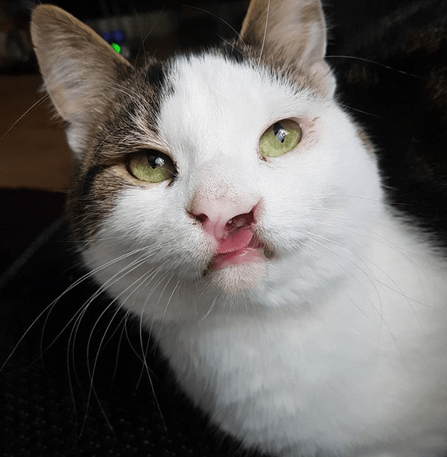 Meet The Adorable Cat With A Cleft Lip Who Made His Mom Fall In Love At