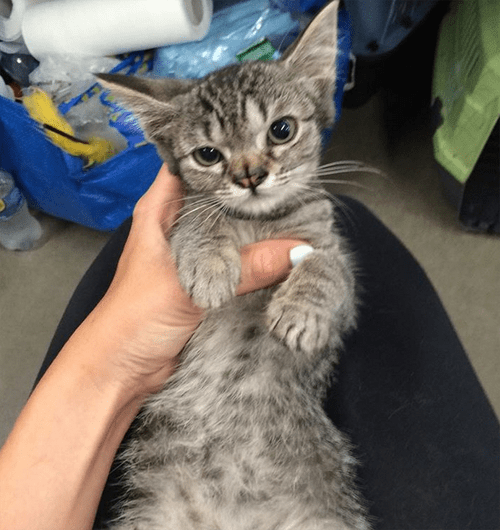 Meet The Adorable Wobbly Cat With A Cleft Nose Who Helped Unite Her