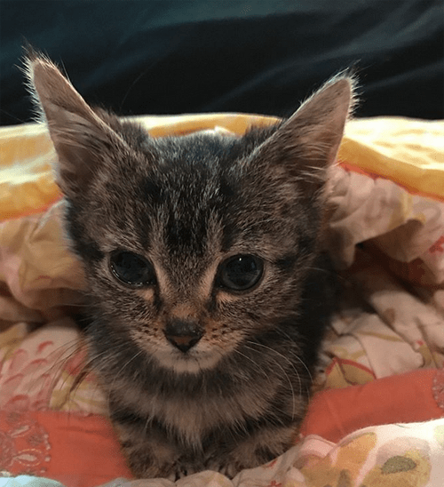 Meet The Adorable Dwarf Cat Who Was Abandoned As A Kitten But Found A