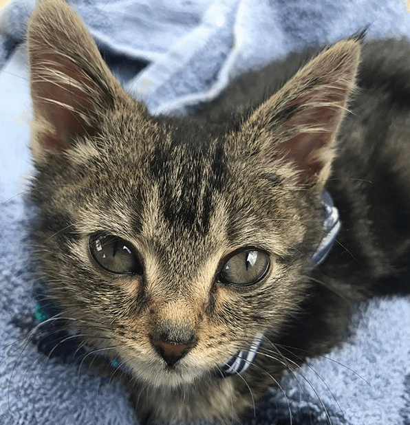 Meet The Adorable Dwarf Cat Who Was Abandoned As A Kitten But Found A