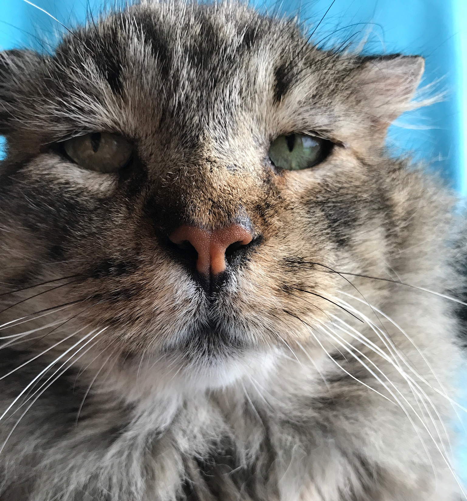 Meet The Handsome Former Street Cat With FIV Who Beat The Odds And