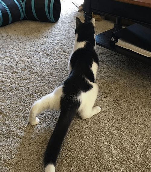 Meet The Incredibly Cute Cat With Incontinence And Wobbly Hind Legs Who