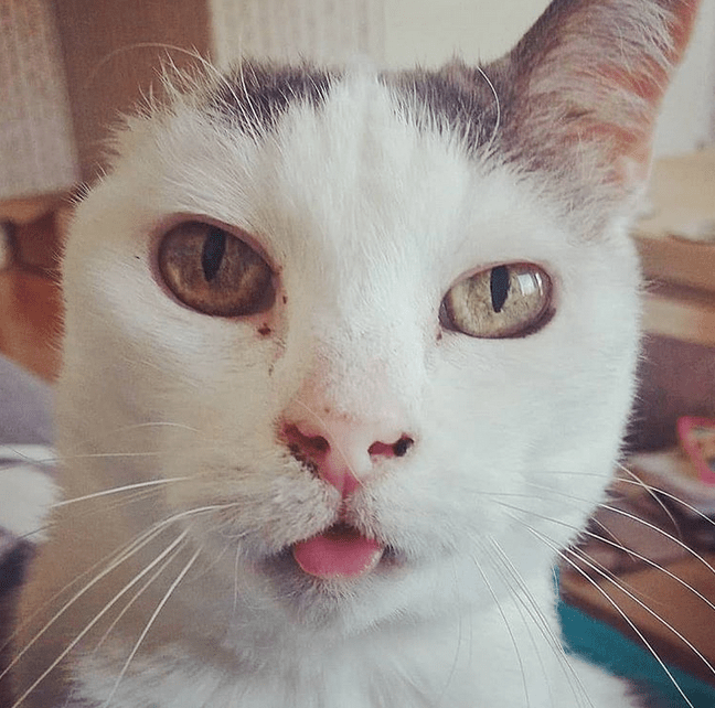 Meet The Stunning Oneeared Senior Cat Who Found A Loving Home After