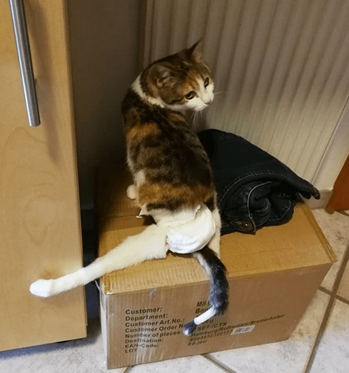 Meet The Cat With Hind Leg Paralysis Who Is Living A Happy And