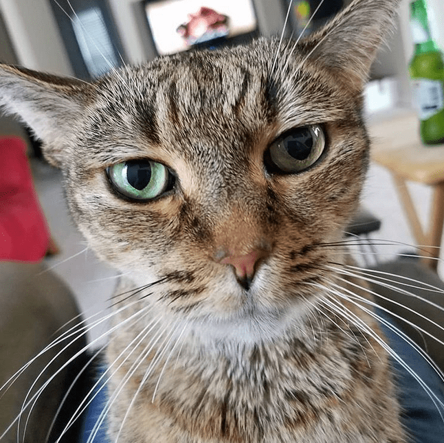 Meet The Stunning Cat With Cushing’s Disease Who Is Coping With This