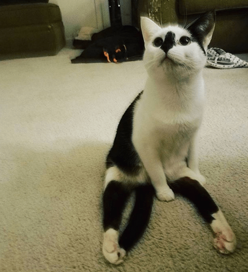 Meet The Stunning Cat With Hind Leg Paralysis And Incontinence Who