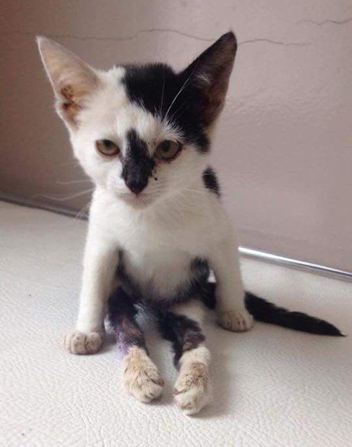 Meet The Stunning Cat With Hind Leg Paralysis And Incontinence Who