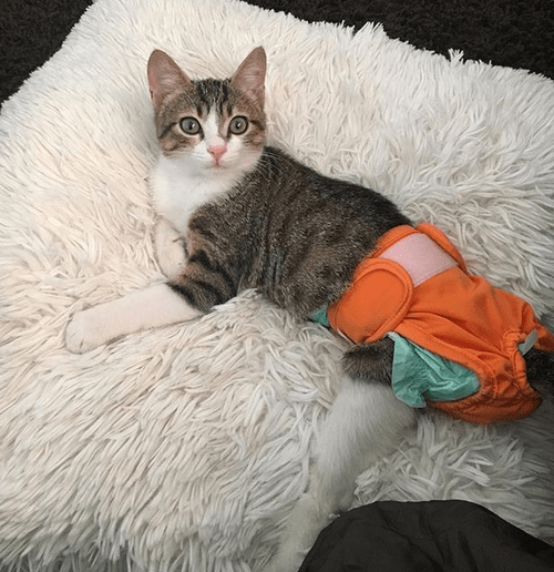 Meet The Adorable Kitten With Hind Leg Paralysis Who Is Getting