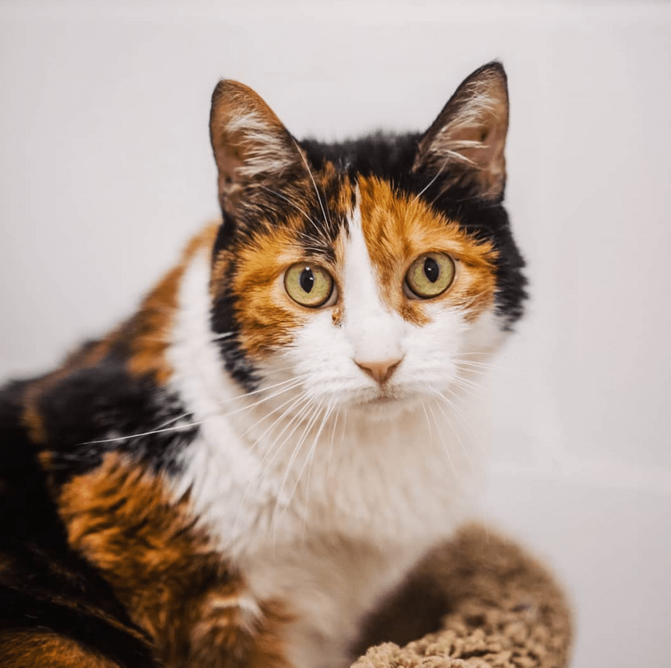 Meet Skittles, The Stunning Cat With Hind Leg Paralysis Who Is Looking
