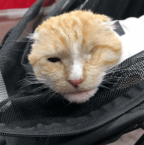 Meet The Handsome Oneeyed Cat With FIV Who Was Saved From A Life On