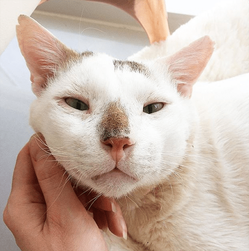 Meet The Incredibly Handsome Cat With FIV Who Found A Wonderful Forever