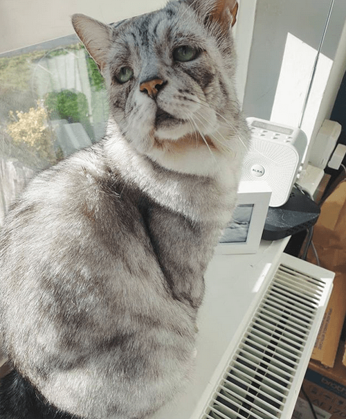 Meet The Adorable Cat With EhlersDanlos Syndrome Who Found A Wonderful