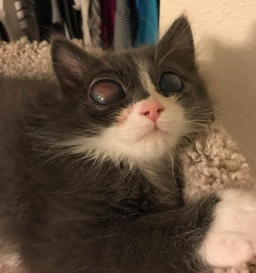 Meet The Stunning Oneeyed Blind Kitty Who Turned His Mom Into A Cat