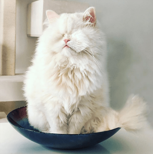 Meet The Beautiful Blind Persian Cat Who Lost Her Vision Due To Neglect