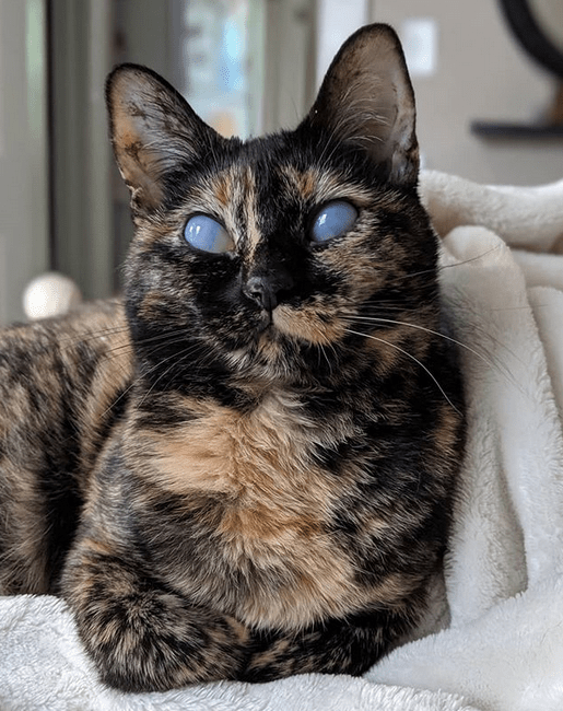 Meet The Stunning Tortie Cat Who Has A Rare Eye Condition But Is Thriving Thanks To Her