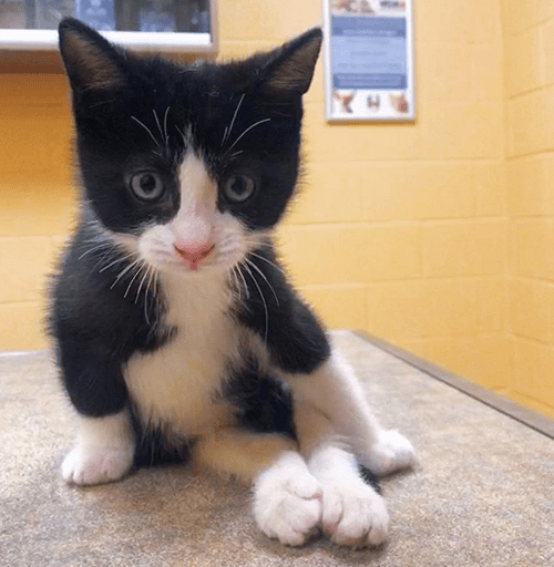 Meet The Funloving Paralyzed Kitten Who Travels Around North America
